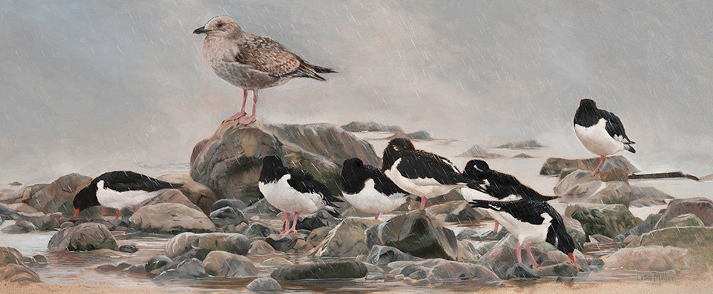 Here Comes the Rain Again - oystercatchers and juvenile herring gull Original Oil