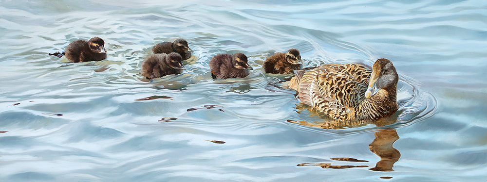 Eider and Ducklings
