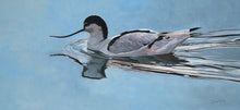 Load image into Gallery viewer, Original oil painting of a swimming avocet by wildlife artist Lisa Miller
