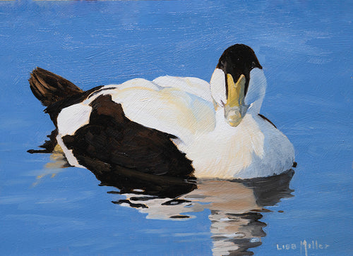 Oil painting of a drake eider, Northumberland