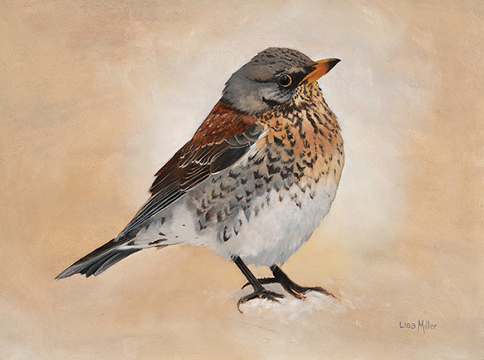 Original oil painting study of a fieldfare by wildlife artist Lisa Miller