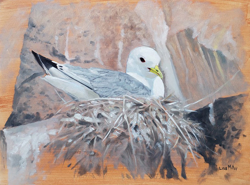 Original oil painting study of a nesting kittiwake, the Farne Islands, by wildlife artist Lisa Miller