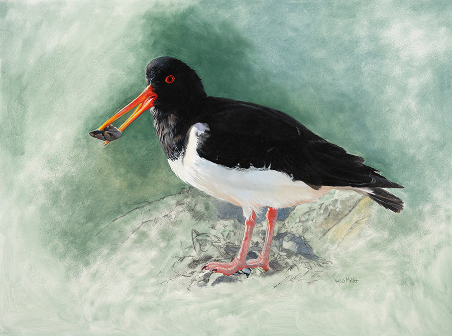 Original oil painting of an oystercatcher picking through a mussel bed by wildlife artist Lisa Miller