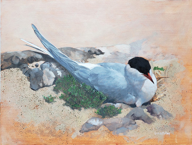 Common Tern Study, Original Oil