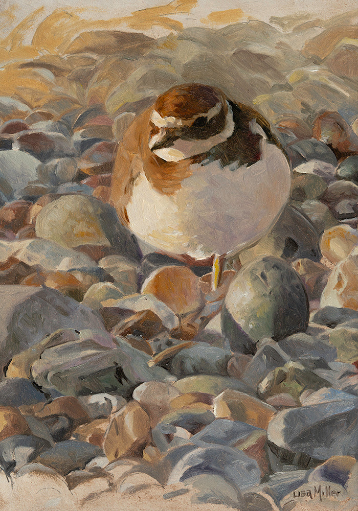 oil painting study of a roosting ringed plover in winter