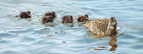 Bird art print of an eider duck with five ducklings, Seahouses, Northumberland.  from an original oil by wildlife artist Lisa Miller