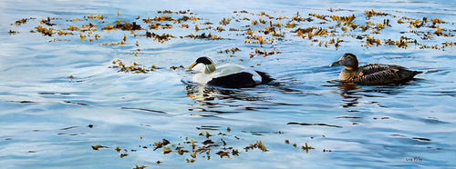 Bird art print of a pair of eider ducks, Seahouses, Northumberland.  From an original painting by wildlife artist Lisa Miller