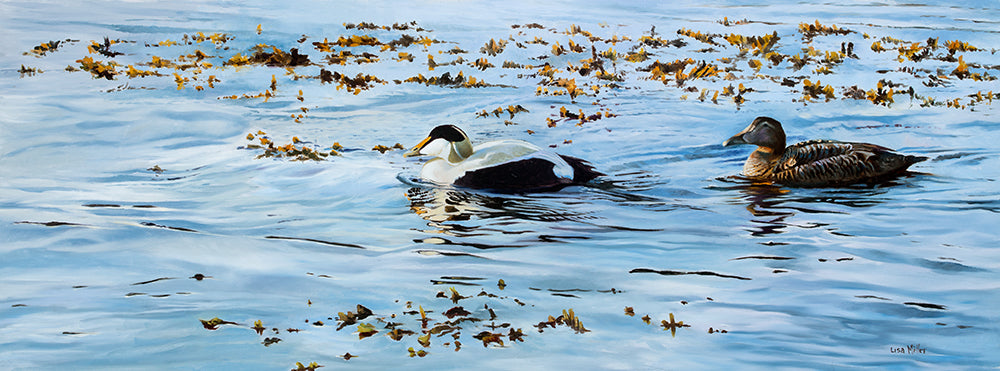 Bird art print of a pair of eider ducks, Seahouses, Northumberland.  From an original painting by wildlife artist Lisa Miller