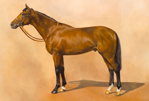Horse racing art print of champion triple crown winner Nijinsky from an original painting by artist Lisa Miller